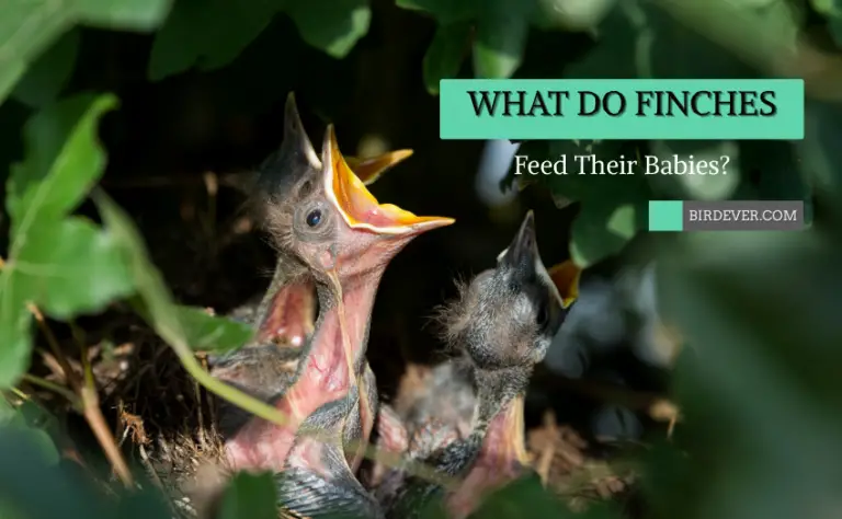 What Do Finches Feed Their Babies? 6 Things To Know About Parent Finches