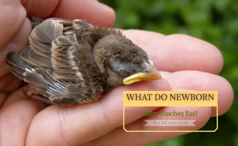 What Do Newborn Baby Finches Eat? 6 Best Ways to Feed Baby Finches