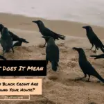 What Does It Mean When Black Crows Are Around Your House? 6 Epic Meaning