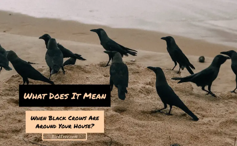 What Does It Mean When Black Crows Are Around Your House? 6 Epic Meaning