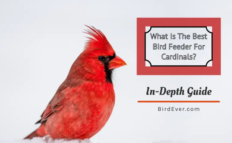 What Is The Best Bird Feeder For Cardinals? – An In-Depth Guide