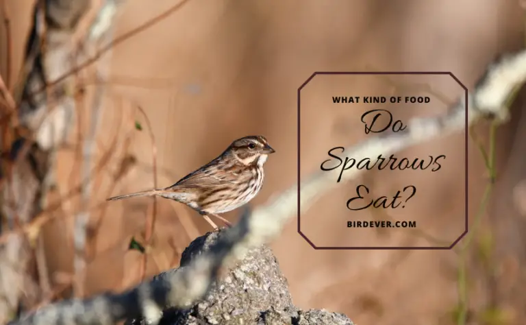 What Do Sparrows Eat? – The Ultimate Guide to Sparrow Food & Nutrition!