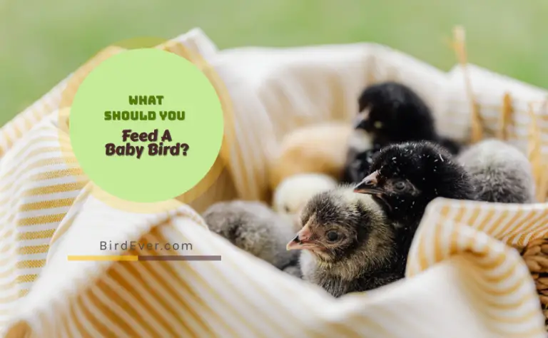What Should You Feed A Baby Bird? 5 Reasons To Start With Brewer’s Dried Mealworms