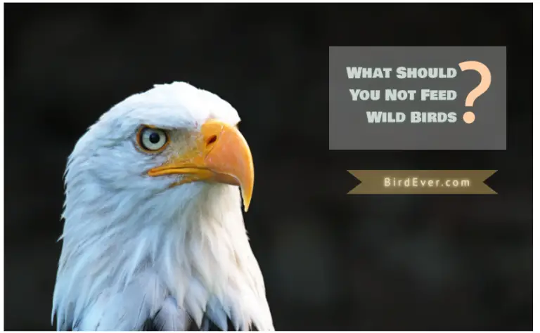 What Should You Not Feed Wild Birds? 9 Unsafe Bird Foods