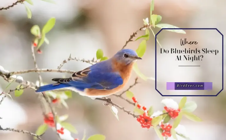 Where Do Bluebirds Sleep At Night? 6 Best Natural Nests For Bluebirds