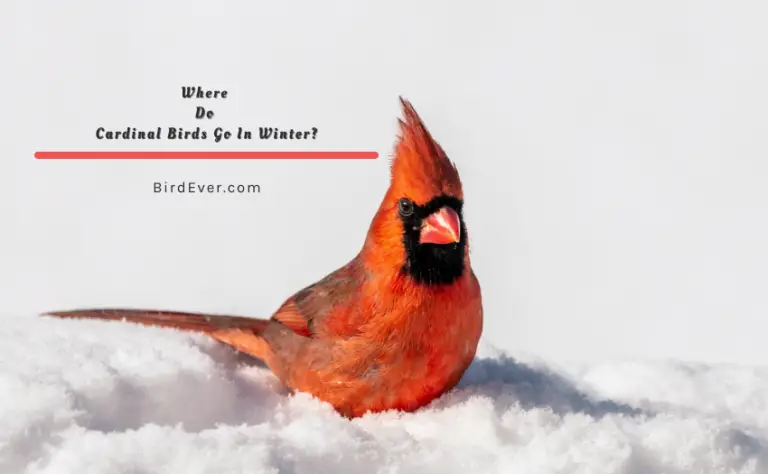 Where Do Cardinal Birds Go In Winter? A Complete Guide Of Winter Cardinals