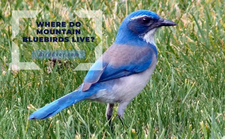 Where Do Mountain Bluebirds Live? The Ultimate Guide To Mountain Bluebirds