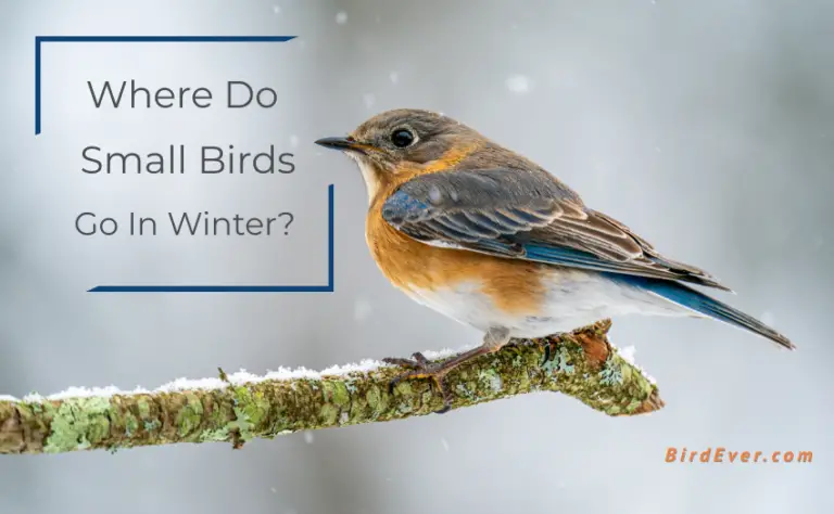 Where Do Small Birds Go In Winter? – Survival Facts About 9 Birds