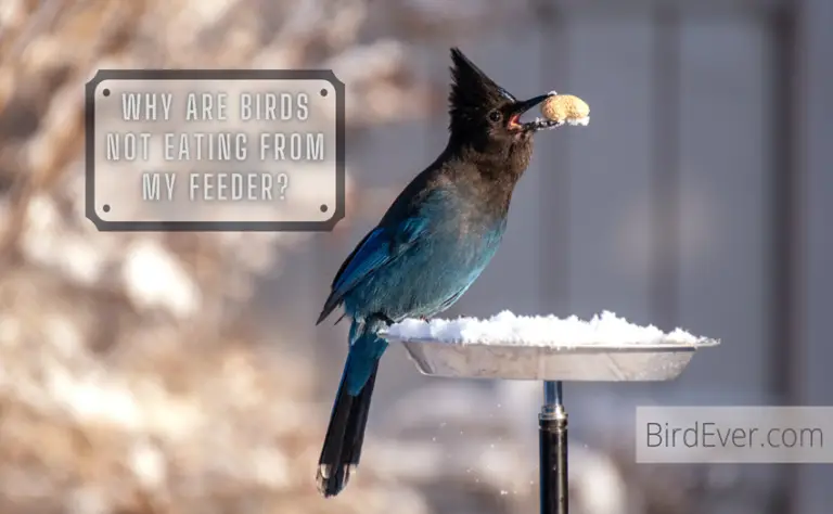 Why Are Birds Not Eating From My Feeder? 9 Possible Reasons