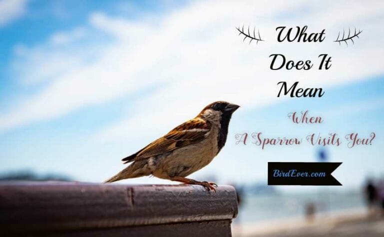 What Does It Mean When A Sparrow Visits You?