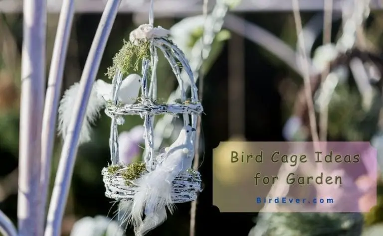 Bird Cage Ideas for Garden