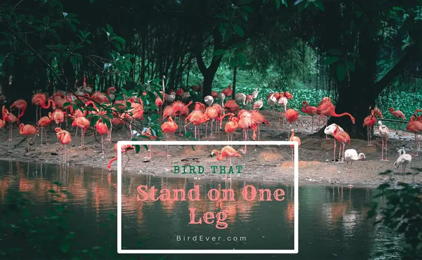 Unveiling the Mystery: Bird That Stand on One Leg 1 Bird That Stand on One Leg