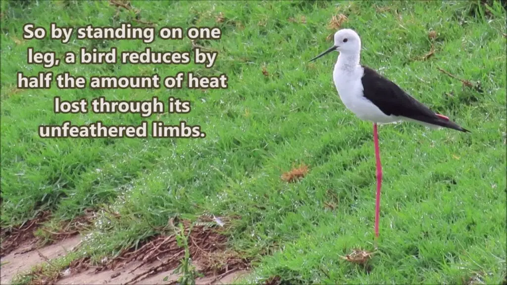 Unveiling the Mystery: Bird That Stand on One Leg 2 Do bird stand on one leg before catch fish