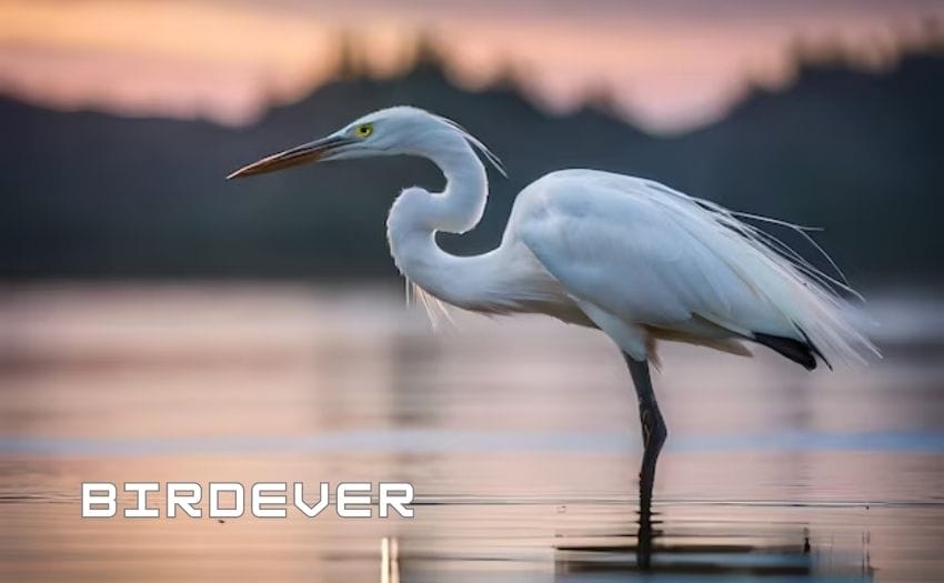 Unveiling the Mystery: Bird That Stand on One Leg 5 Heron Stand on One Leg