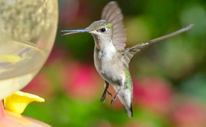 How Long Do Hummingbirds Live in the Wild? 10 Interesting Facts About These Beautiful Birds! 3 Hummingbird Flight Speed