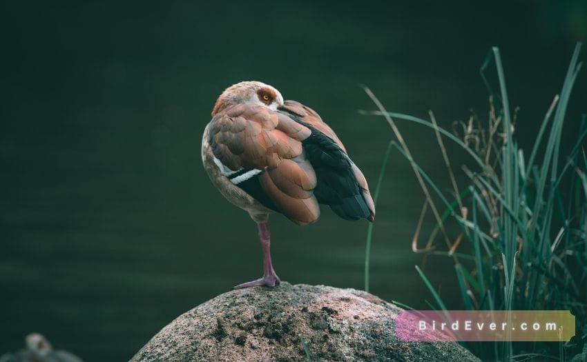 Unveiling the Mystery: Bird That Stand on One Leg 7 One-Legged Stance in Birds