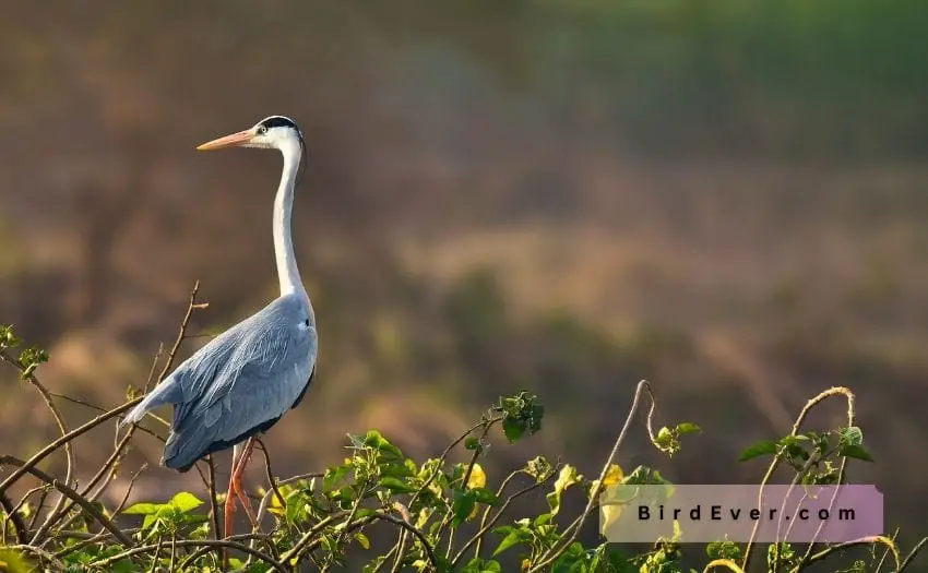 Unveiling the Mystery: Bird That Stand on One Leg 3 Why Birds Stand on One Leg