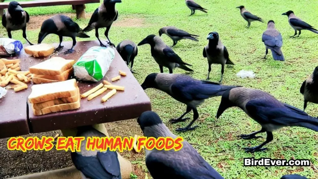 What Do Crows Like To Eat? - 10 Untold Crow Foods 4 crows eat human foods