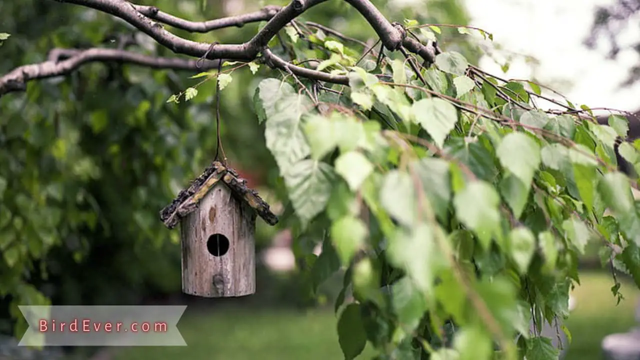 Create Homemade Bird Perches from Tree Branches DIY Guide