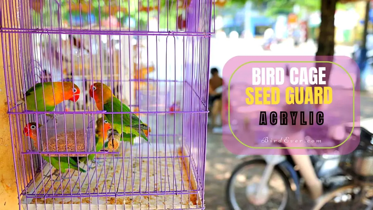 Bird cage shop seed guard acrylic