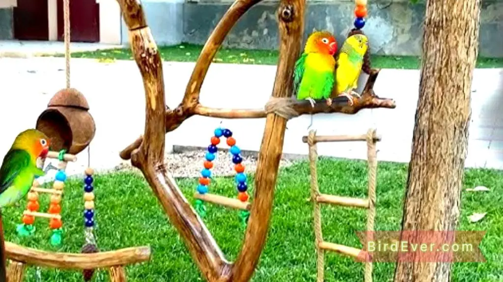 How to Make a Bird Perch Stand? A Complete DIY Guide 3 Bird Perch Stand Making Process