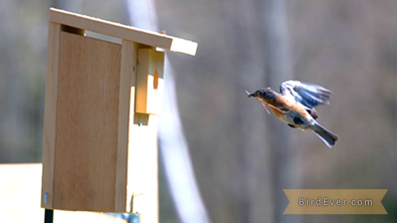 Create Homemade Bird Perches from Tree Branches DIY Guide