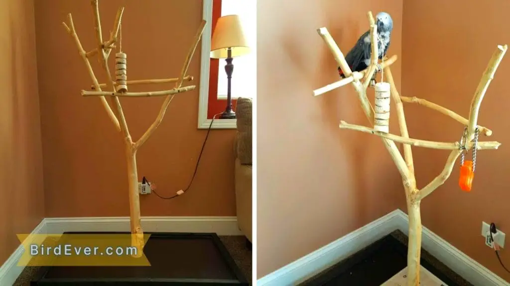 How to Make a Bird Perch Stand? A Complete DIY Guide 4 Cleaning Tips For Bird Perch Stand