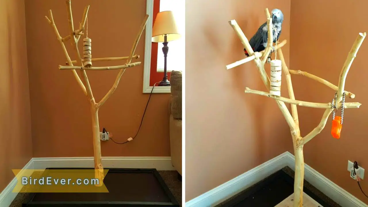 How to Make a Bird Perch Stand? A Complete DIY Guide