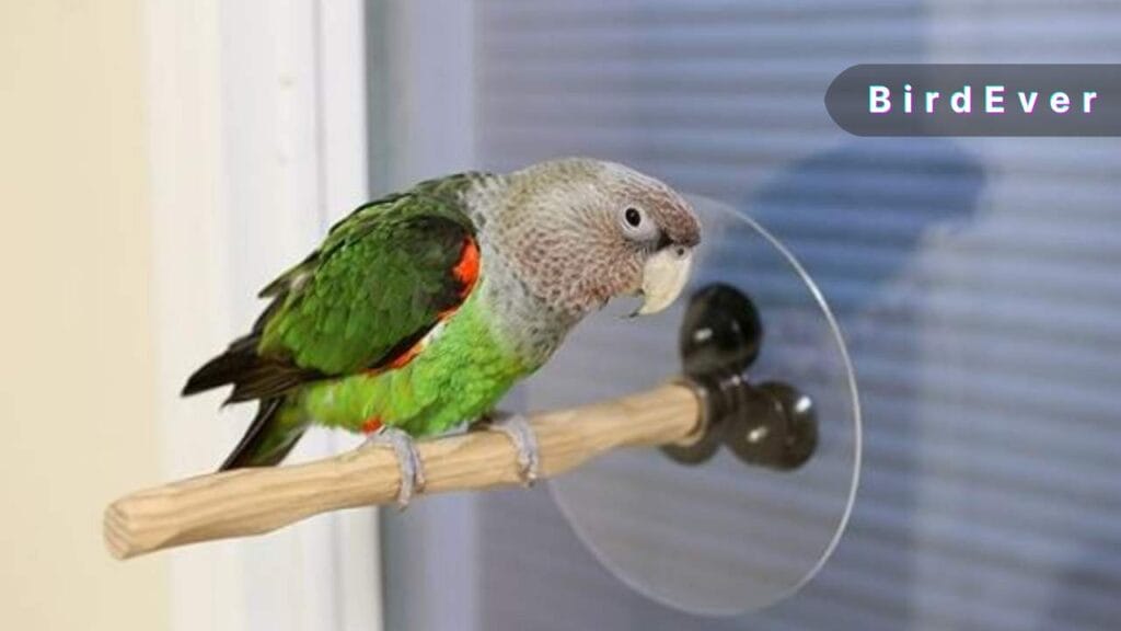 Unlocking the Potential of a Bird Perch with Suction Cup 3 Features of Bird Perch with Suction Cup