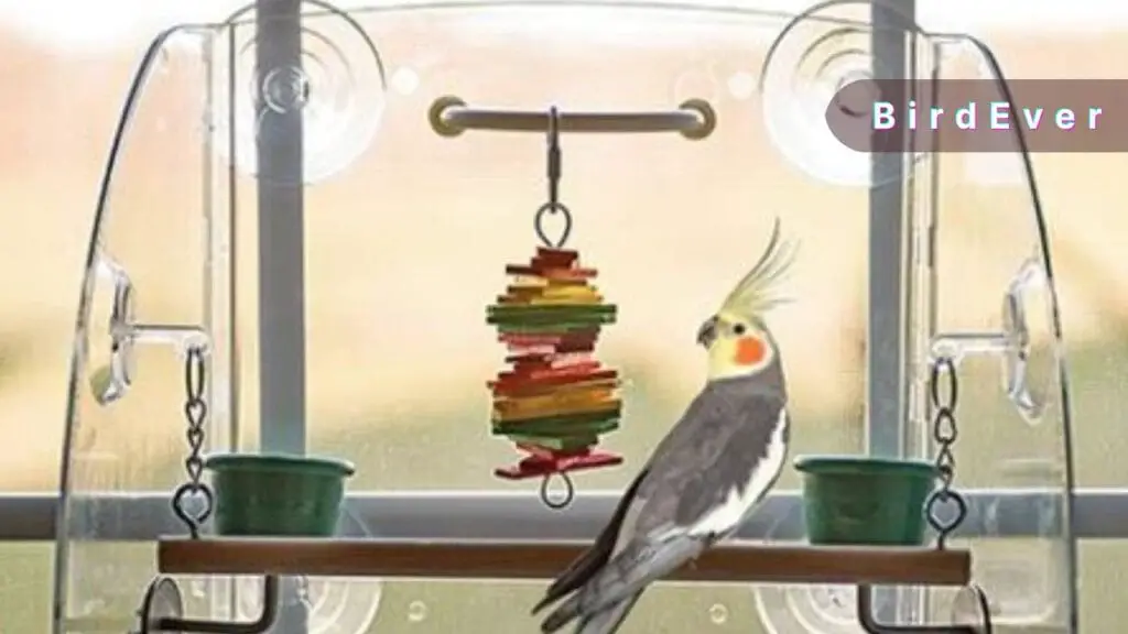 Unlocking the Potential of a Bird Perch with Suction Cup 5 How to Install Suction Cup Bird Perch