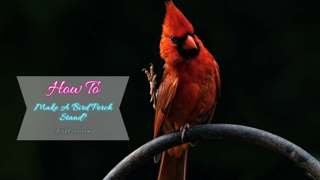How to Make a Bird Perch Stand? A Complete DIY Guide