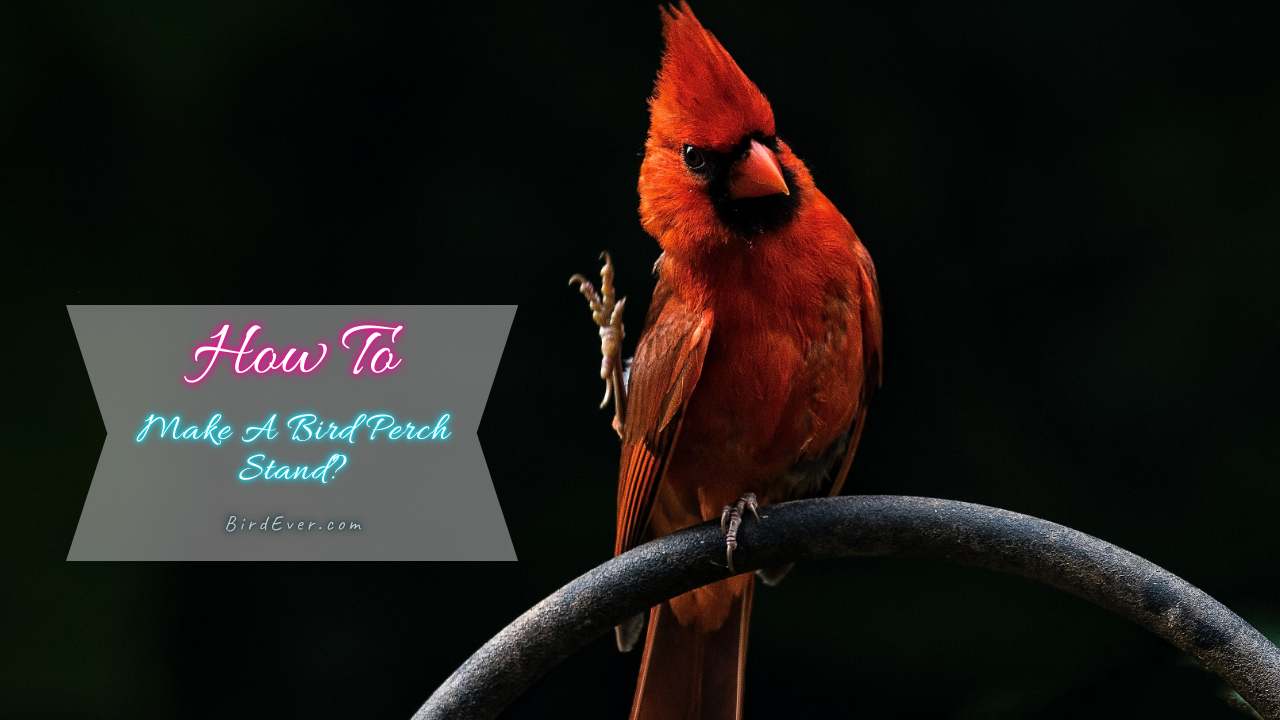 How to Make a Bird Perch Stand