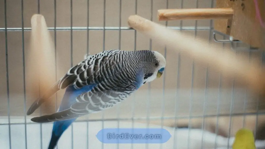 best-9-innovative-bird-cage-ideas-for-budgies-to-try-today