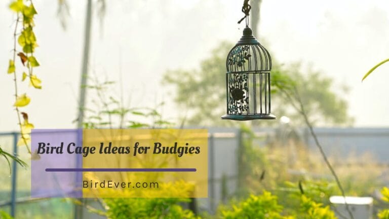 bird cage ideas for budgies
