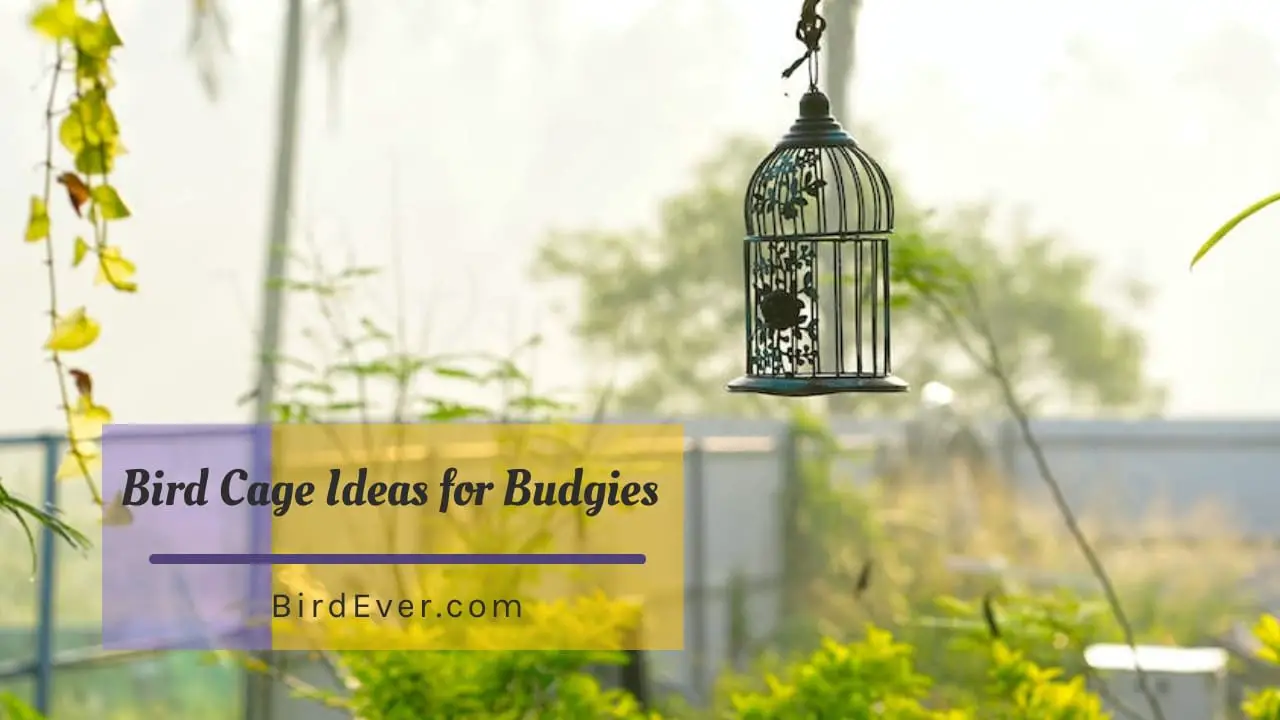 best-9-innovative-bird-cage-ideas-for-budgies-to-try-today