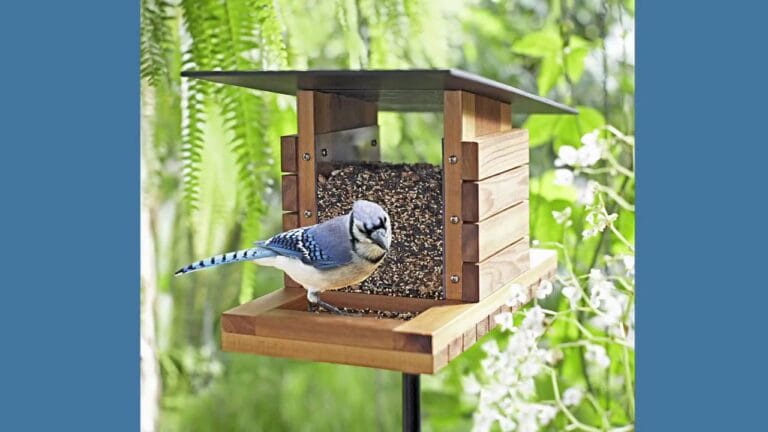 Discover the Delight of Bird Feeders That Look Like Houses
