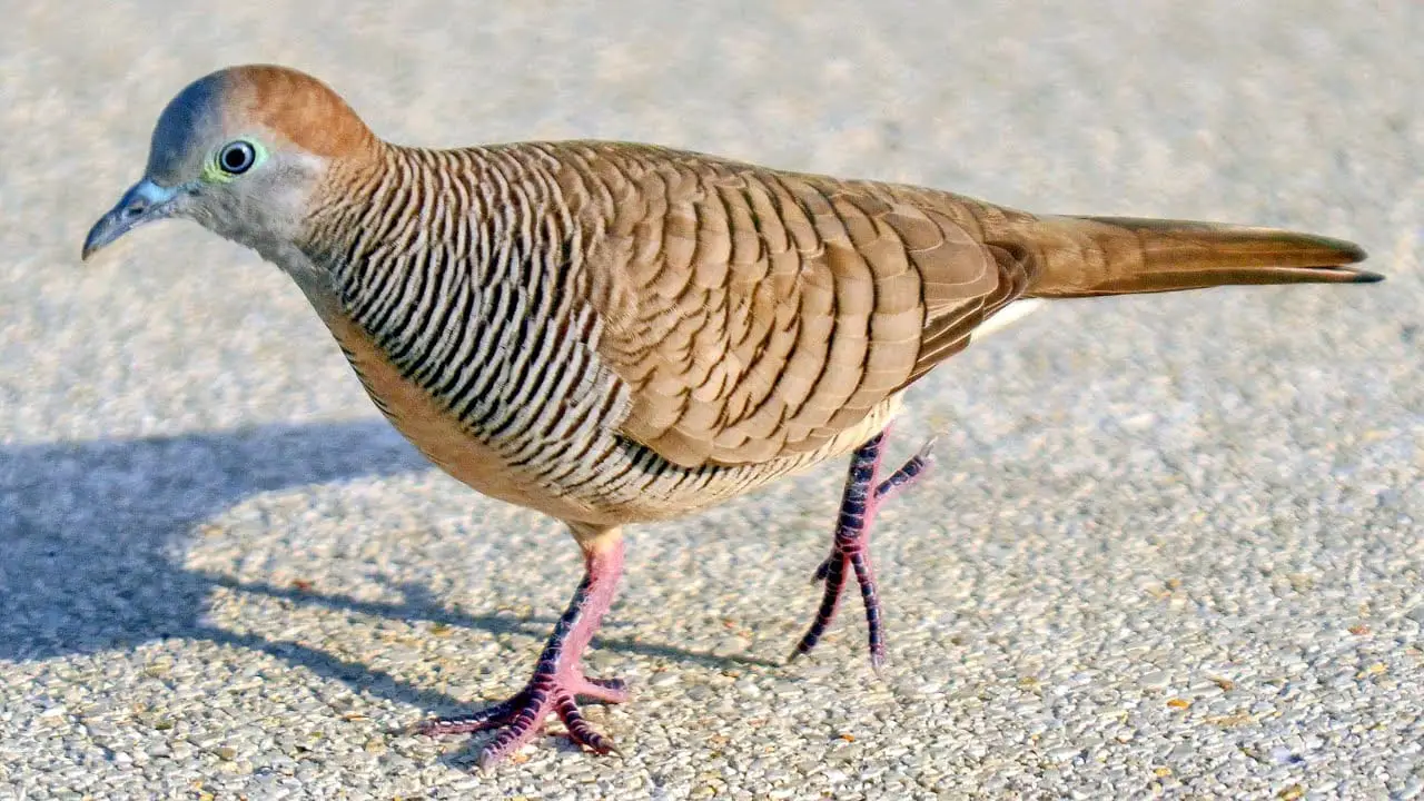 Bird That Looks Like Zebra