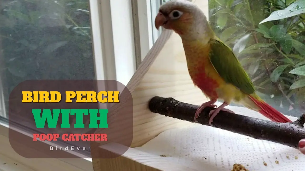Bird Perch with Poop Catcher