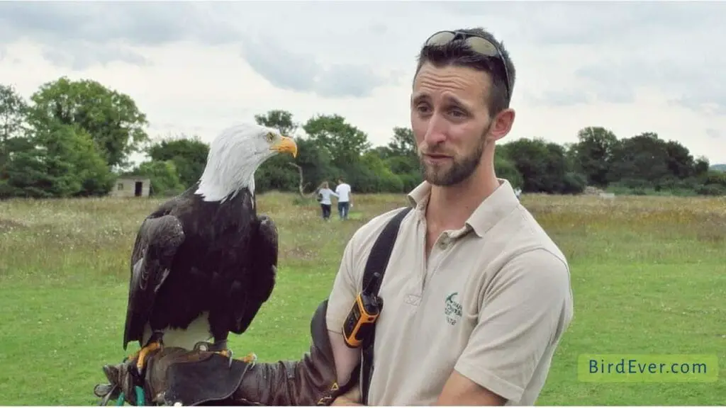 Can A Bird Carry A Human?