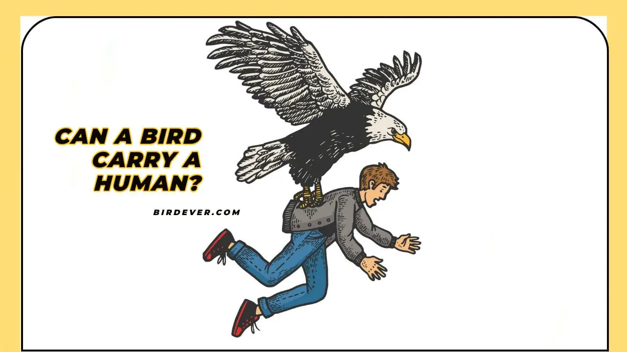 Can A Bird Carry A Human