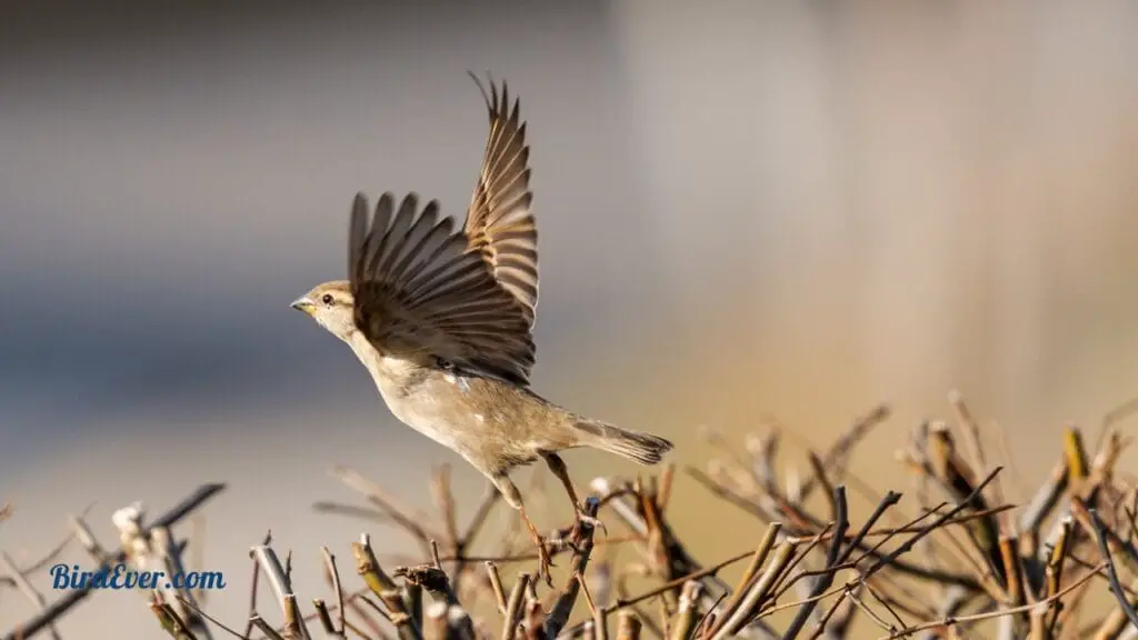 Why Is My Bird Jumping Around? Common Causes and Solutions 4 Language of Bird Feathers