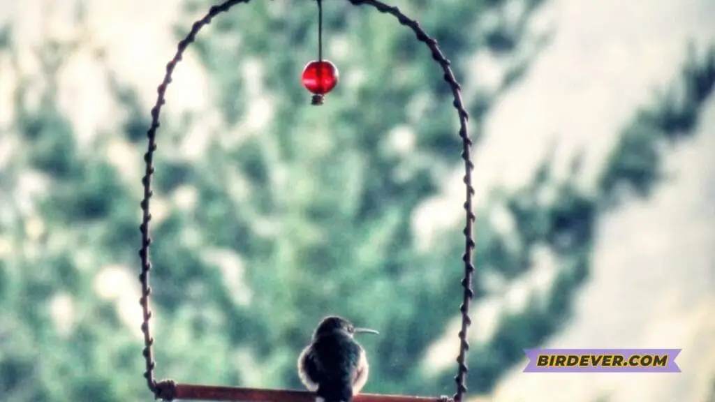 Do Hummingbirds Like Swings? Find Out Now! 6 Summary