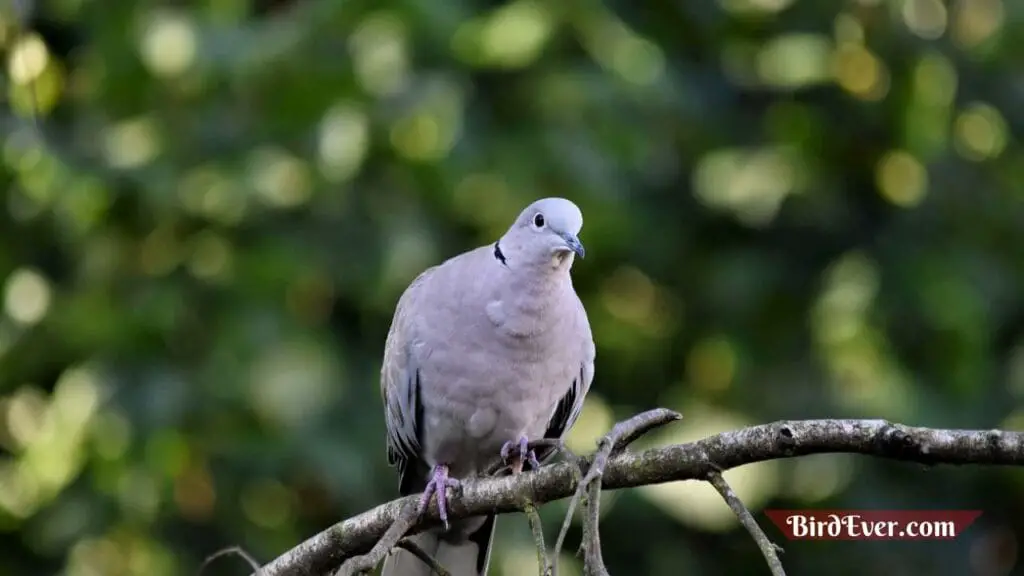 How Do Carrier Pigeons Work? Exploring the Wonders 6 Conclusion