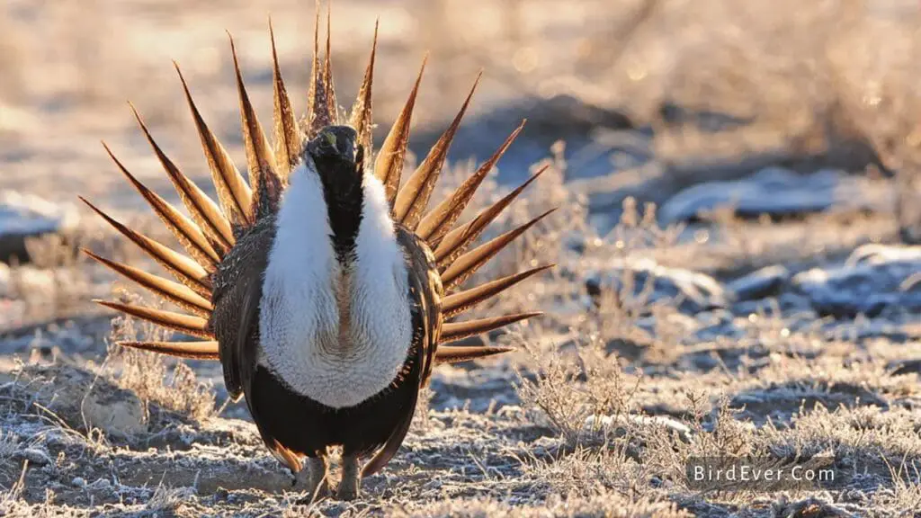 Find Out Which Birds Look Like Turkeys 6 Conclusion