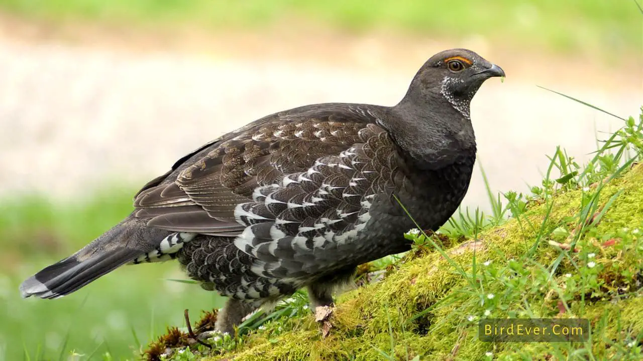 birds that look like turkeys