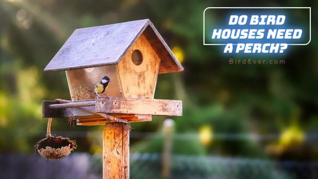 do-bird-houses-need-a-perch-reveal-the-surprising-answer