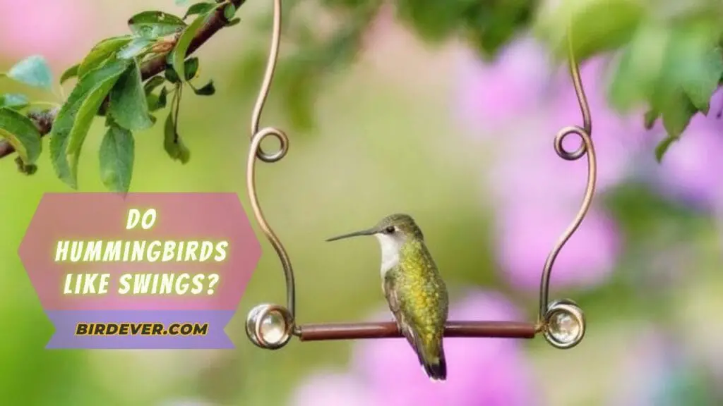 Do Hummingbirds Like Swings