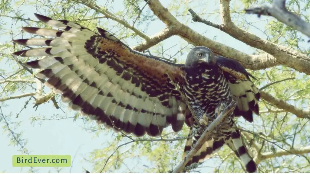 Can A Bird Carry A Human? Reveal the Shocking Truth 4 Golden Eagle