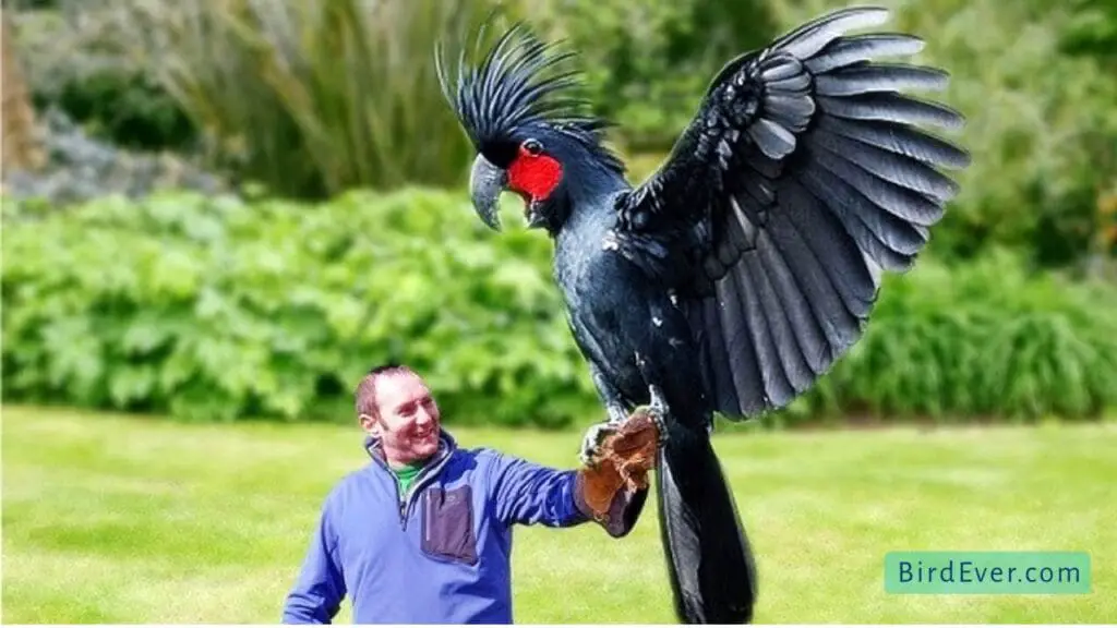 Can A Bird Carry A Human? Reveal the Shocking Truth 5 How Much Weight Can These Strong Birds Carry