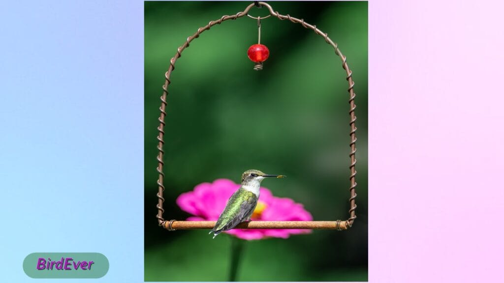 Do Hummingbirds Like Swings? Find Out Now! 3 How to Attract Hummingbirds to Swings